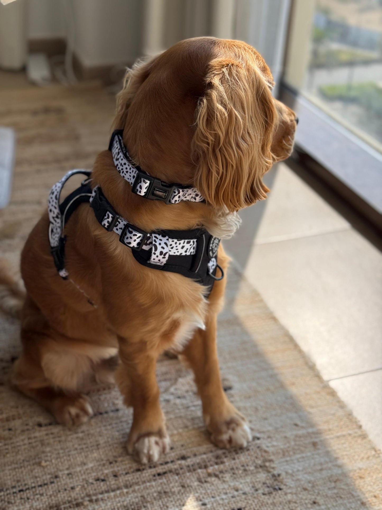 The Original Dalmatian Collection | 3-Click Tough Trail Harness
