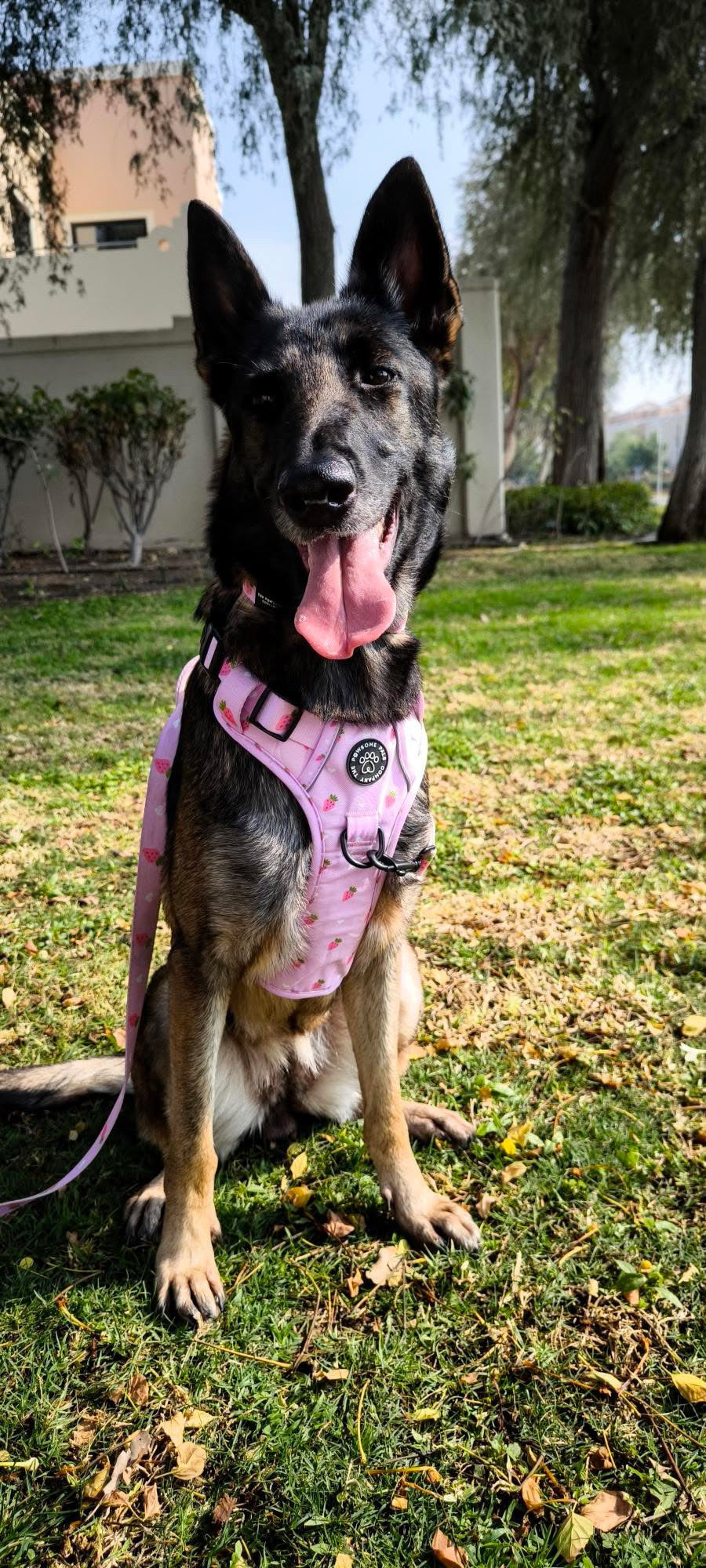 Strawberry Blush Collection | 3-Click Tough Trail Harness