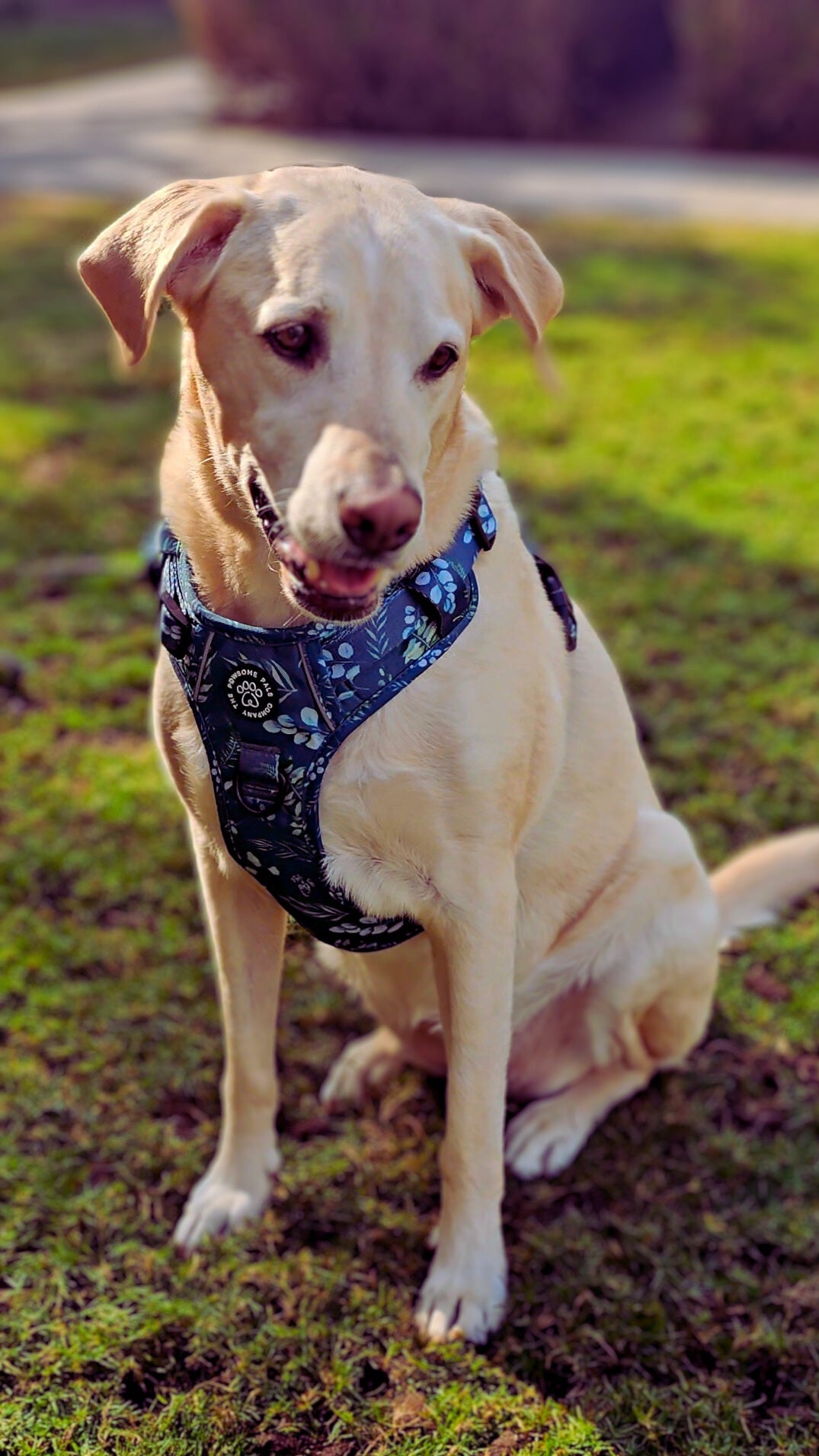 Deluxe Boutique Garden Collection | 3-Click Tough Trail Harness