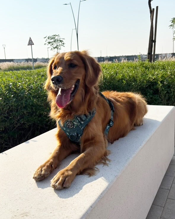 Deluxe Boutique Garden Collection | 3-Click Tough Trail Harness