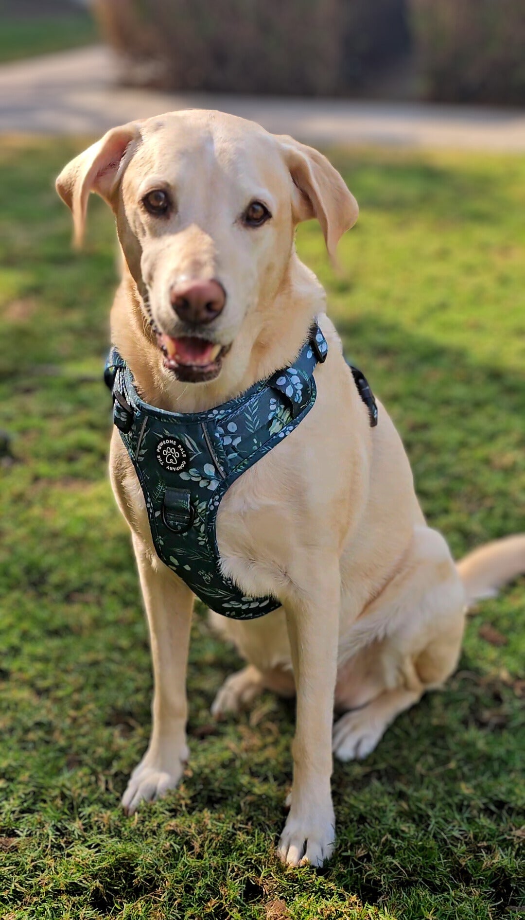 Deluxe Boutique Garden Collection | 3-Click Tough Trail Harness