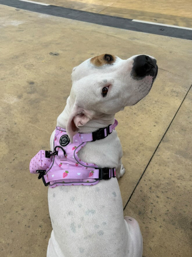 Strawberry Blush Collection | 3-Click Tough Trail Harness
