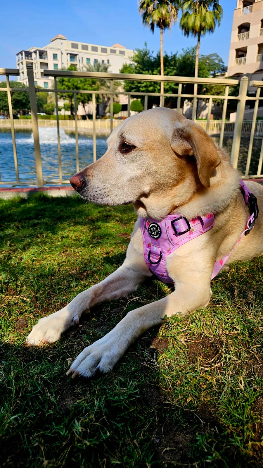 Strawberry Blush Collection | 3-Click Tough Trail Harness
