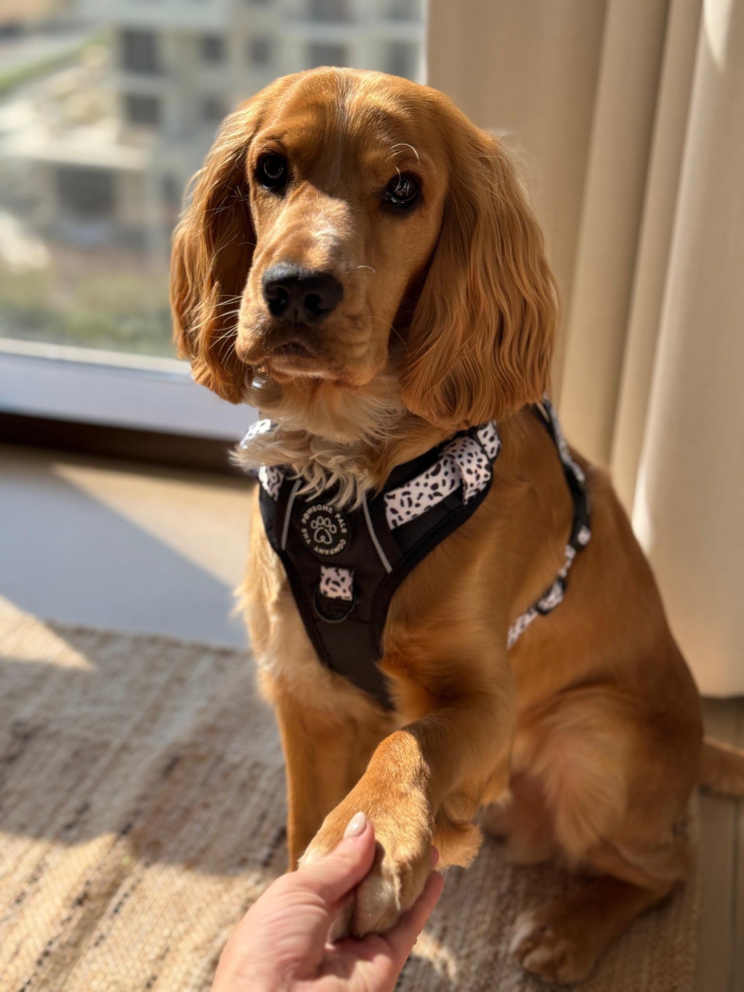 The Original Dalmatian Collection | 3-Click Tough Trail Harness