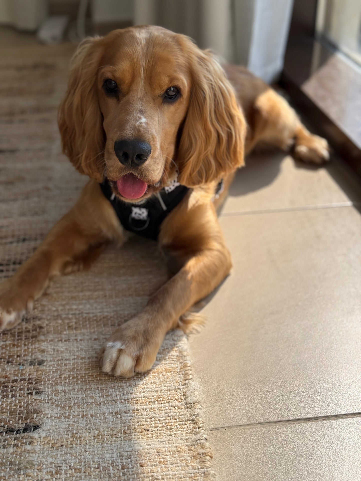 The Original Dalmatian Collection | 3-Click Tough Trail Harness