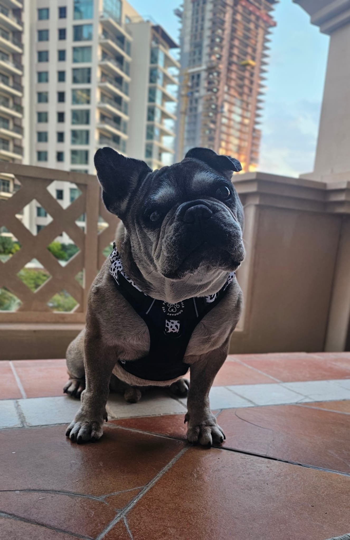 The Original Dalmatian Collection | 3-Click Tough Trail Harness