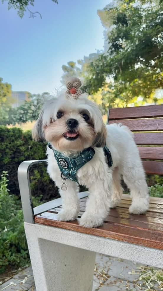 Deluxe Boutique Garden Collection | 3-Click Tough Trail Harness
