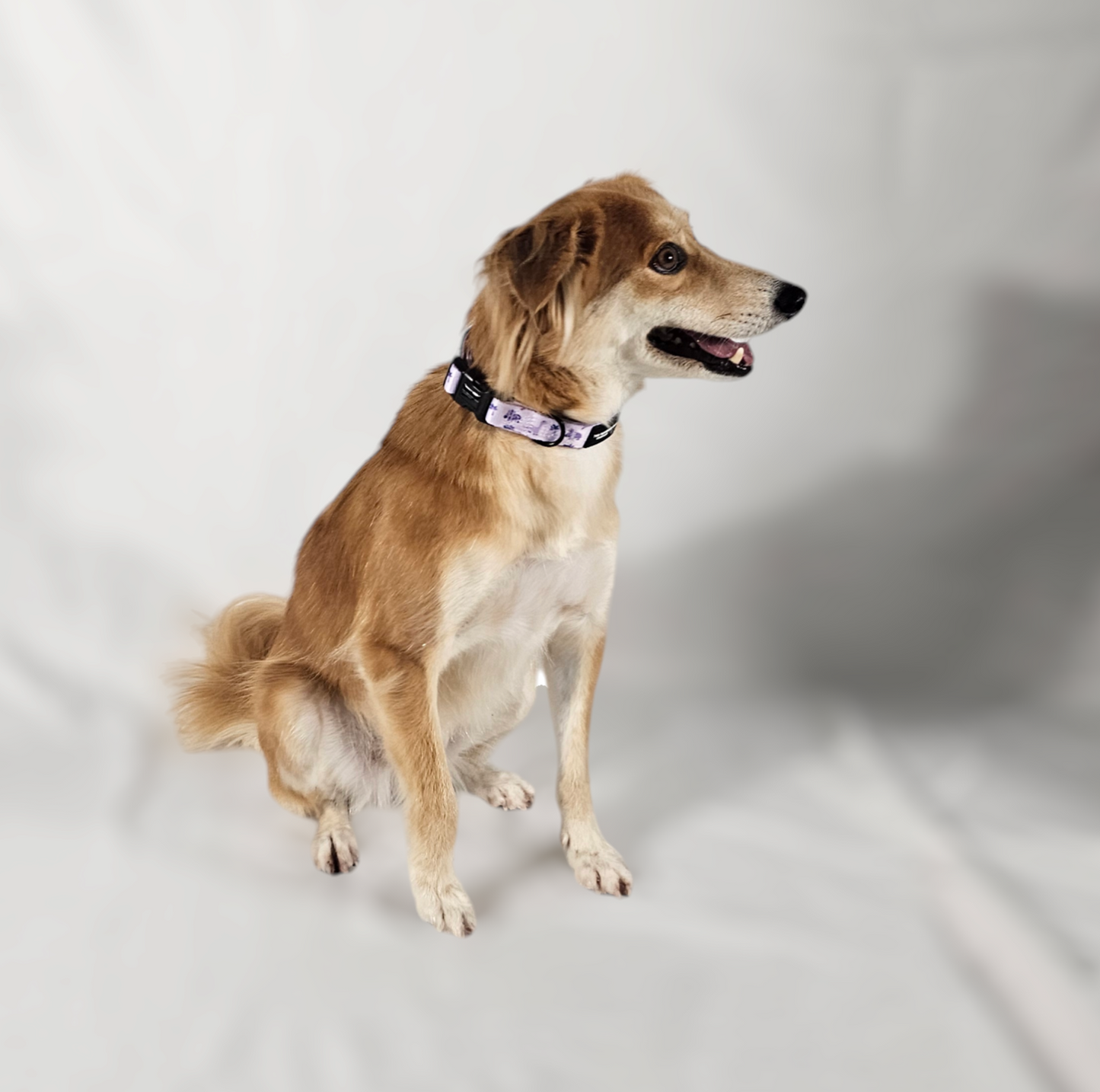 Rocco-RAWRUS Range | Collar | Plush purple