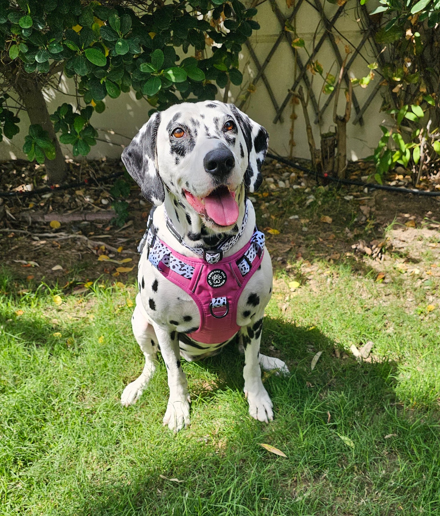 Lavish Berry Dalmatian collection | 3-Click Tough Trail Harness