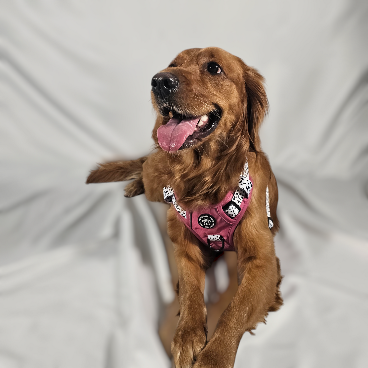Lavish Berry Dalmatian collection | 3-Click Tough Trail Harness