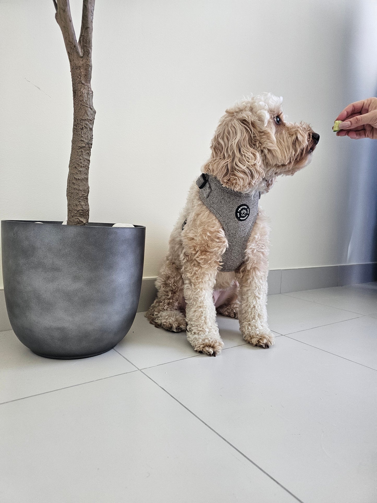 Luxe Tweed Collection | Harness | Biscuit