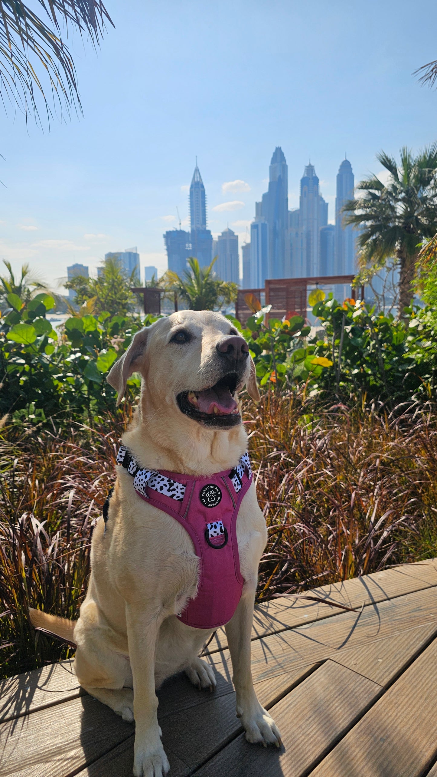 Lavish Berry Dalmatian collection | 3-Click Tough Trail Harness