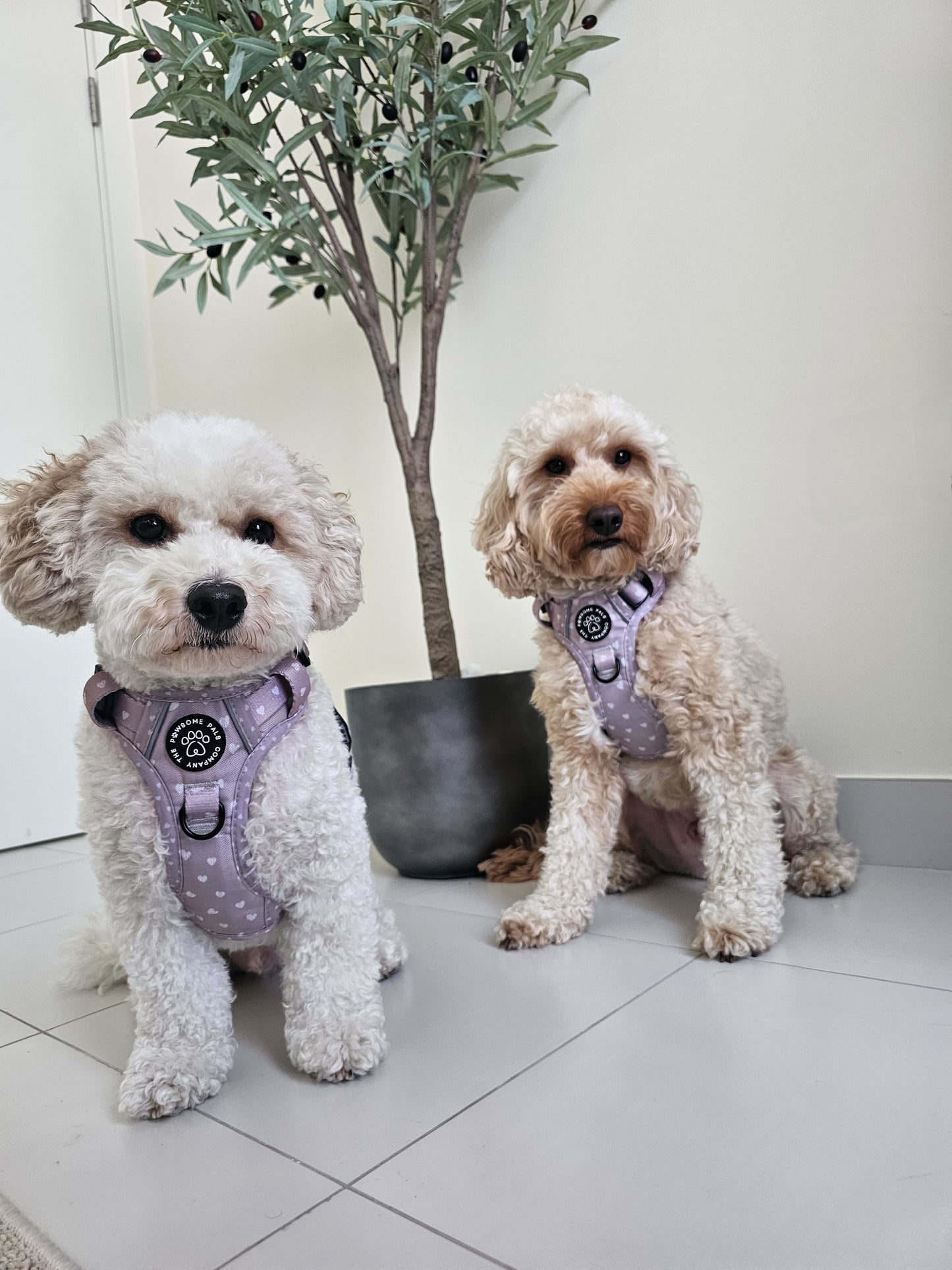 Luxurious Latte Heart Collection | 3-Click Tough Trail Harness