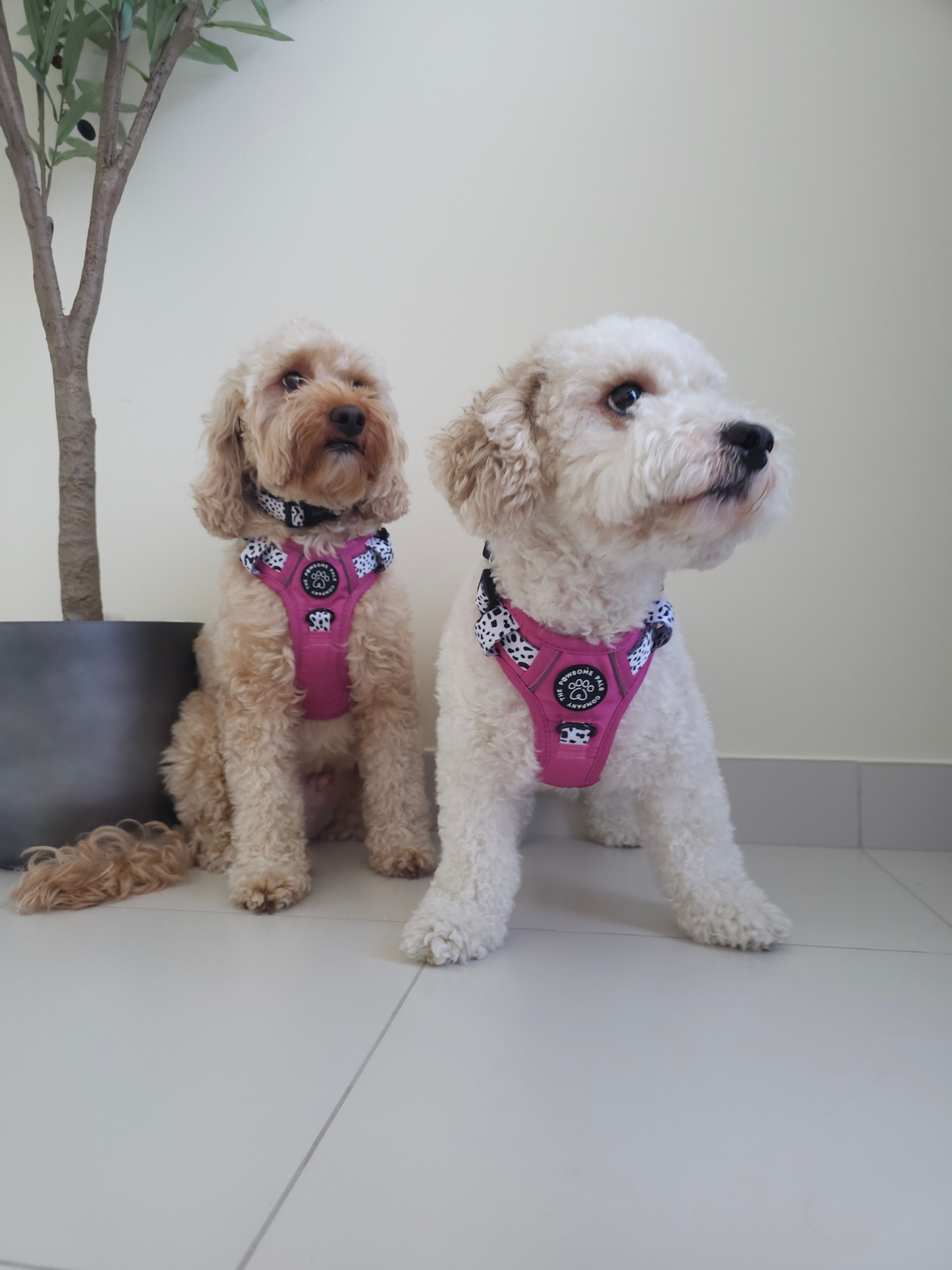 Lavish Berry Dalmatian collection | 3-Click Tough Trail Harness