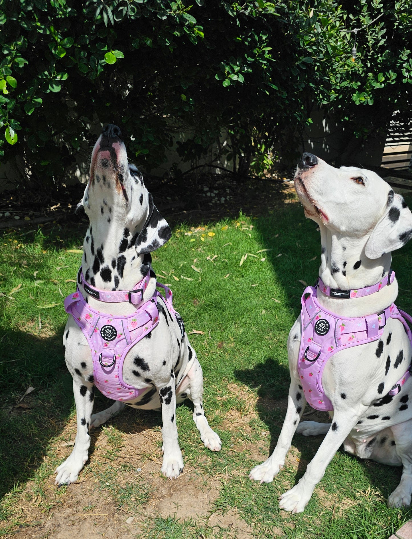 Strawberry Blush Collection | 3-Click Tough Trail Harness