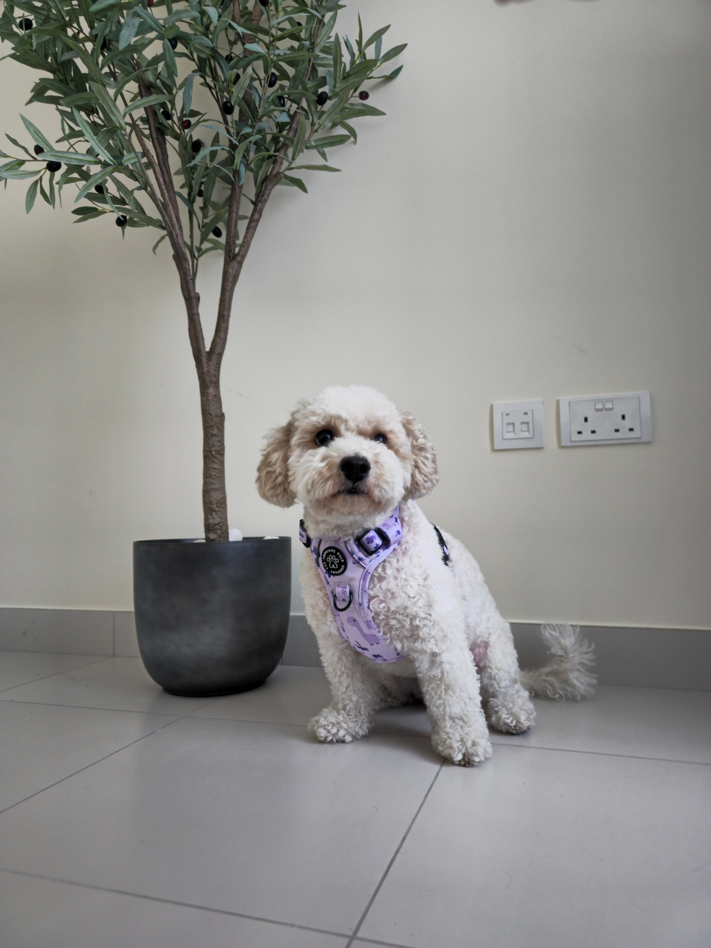 Rocco-RAWRUS Range | 3-Click Tough Trail Harness | Plush purple