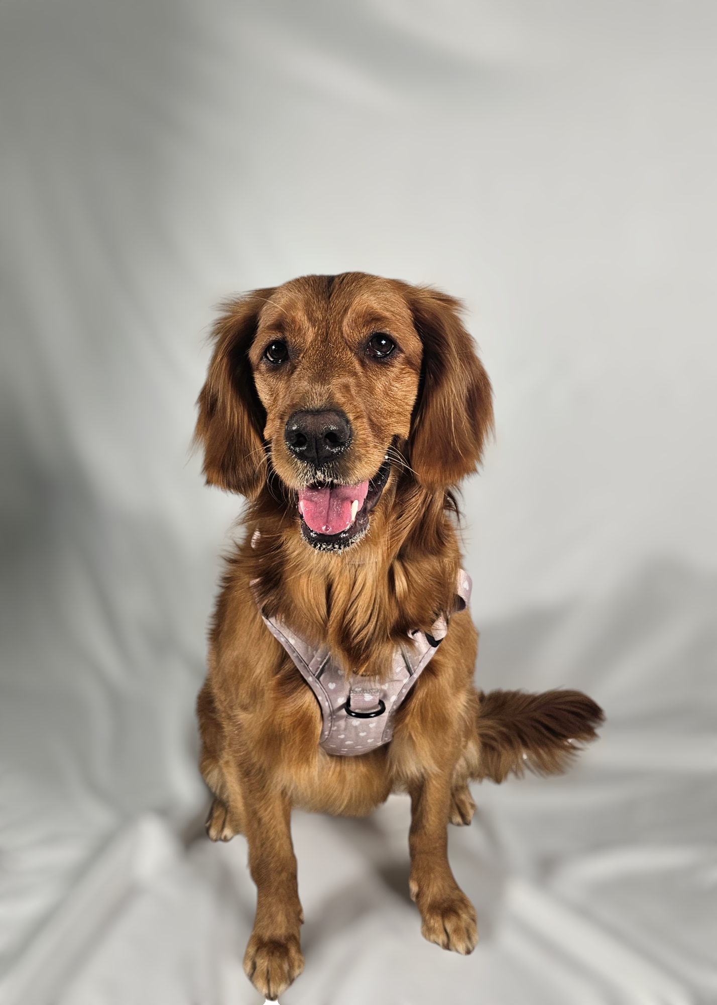 Luxurious Latte Heart Collection | 3-Click Tough Trail Harness