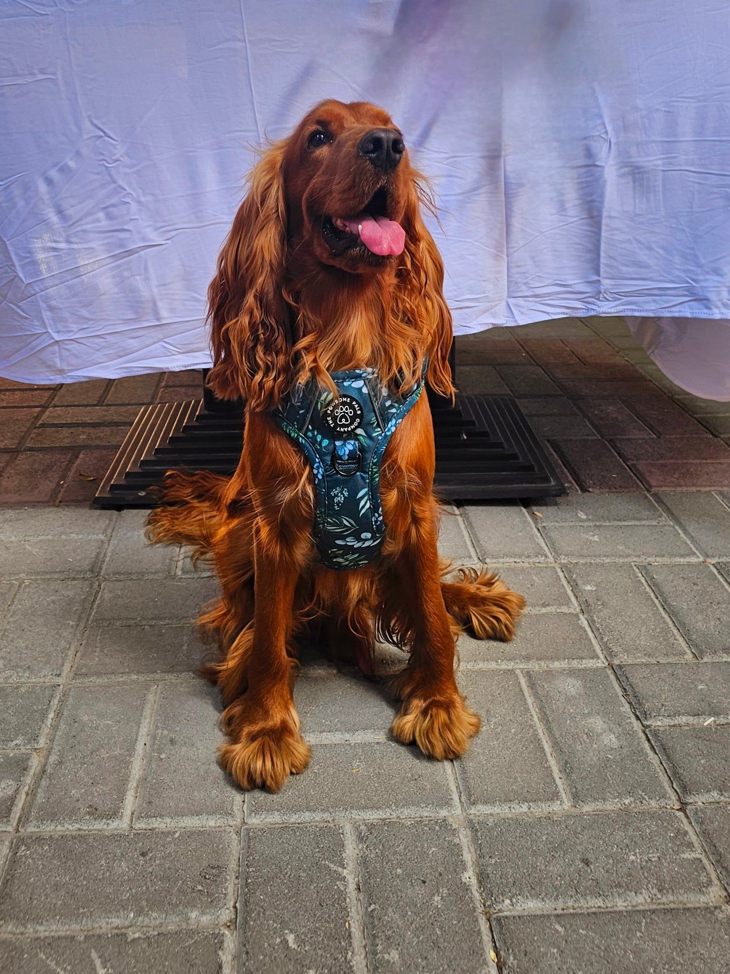 Deluxe Boutique Garden Collection | 3-Click Tough Trail Harness