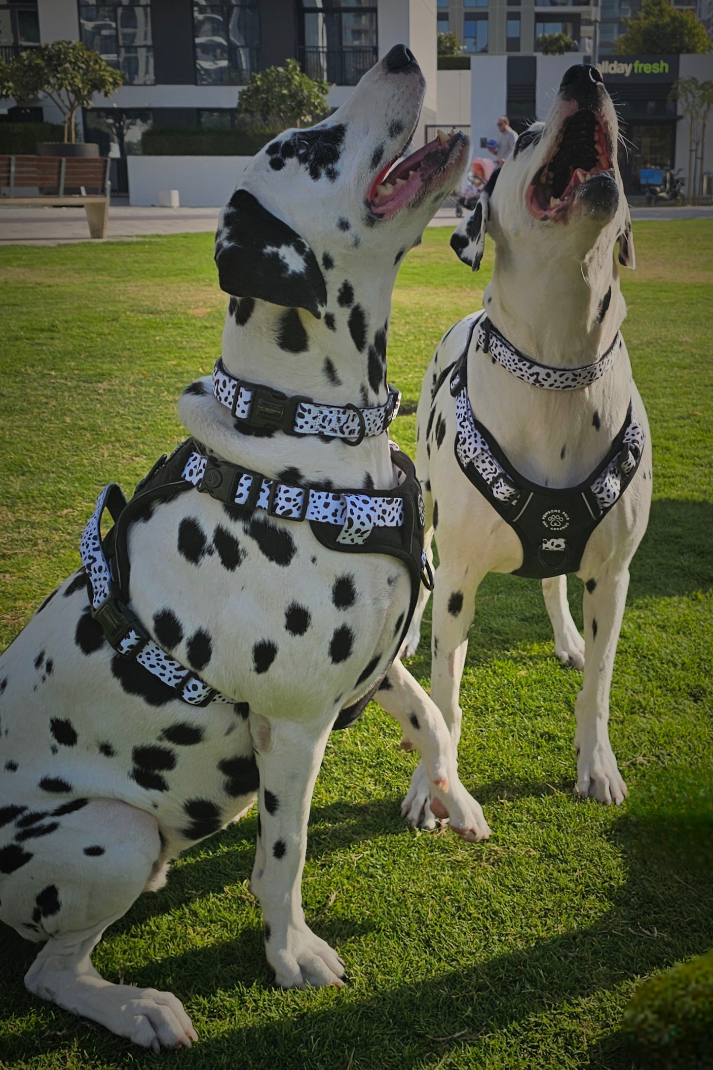 The Original Dalmatian Collection | 3-Click Tough Trail Harness