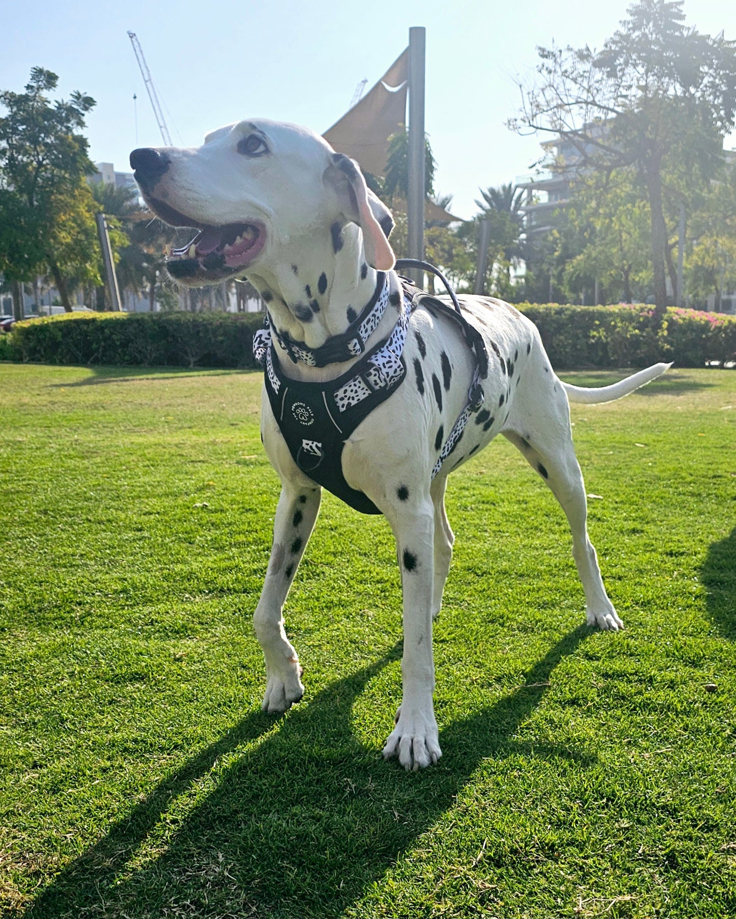 The Original Dalmatian Collection | 3-Click Tough Trail Harness