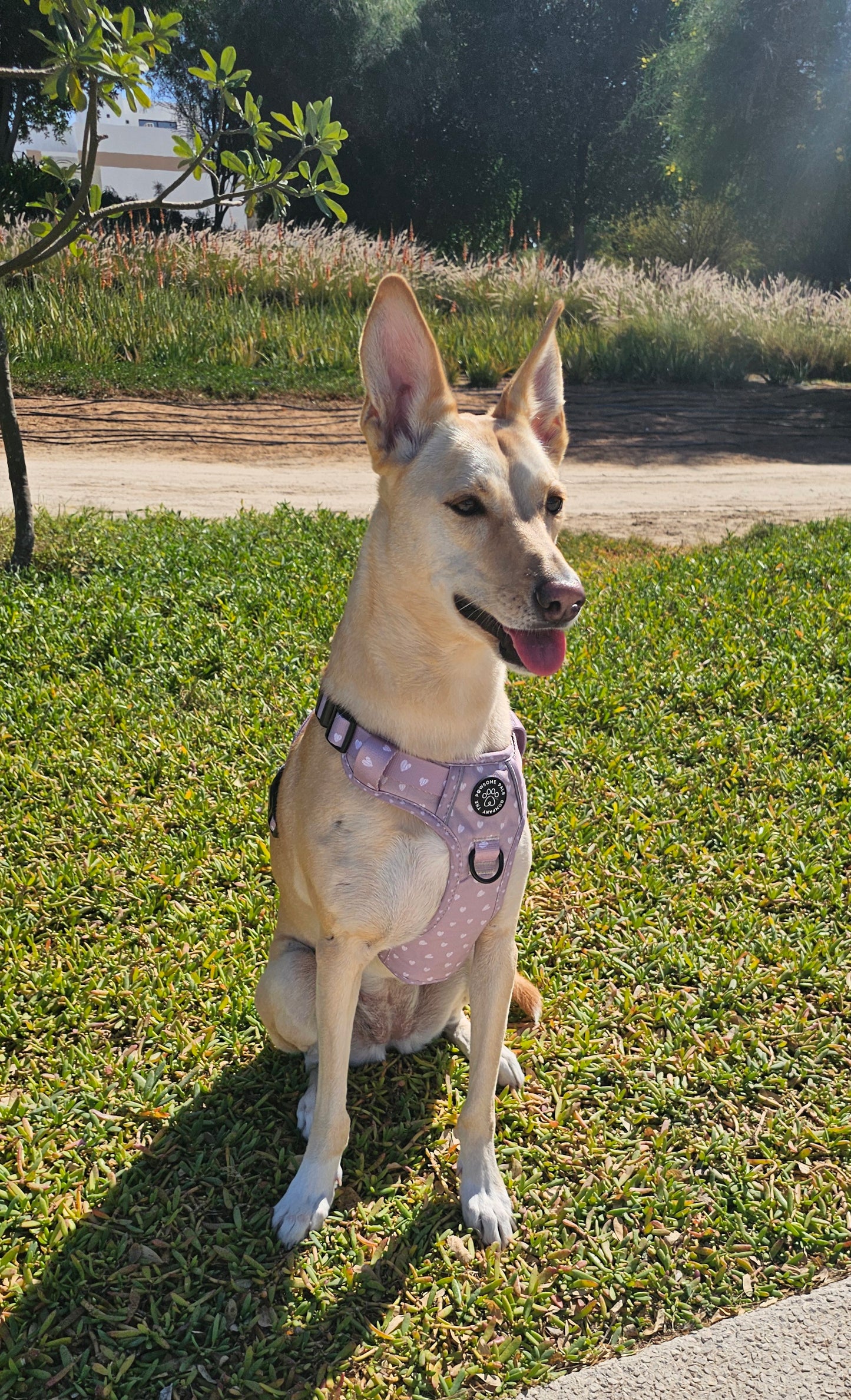 Luxurious Latte Heart Collection | 3-Click Tough Trail Harness