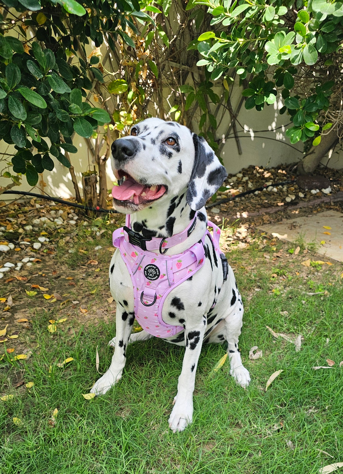 Strawberry Blush Collection | 3-Click Tough Trail Harness