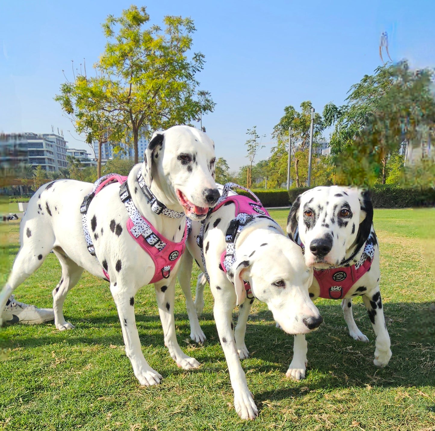 Lavish Berry Dalmatian collection | 3-Click Tough Trail Harness