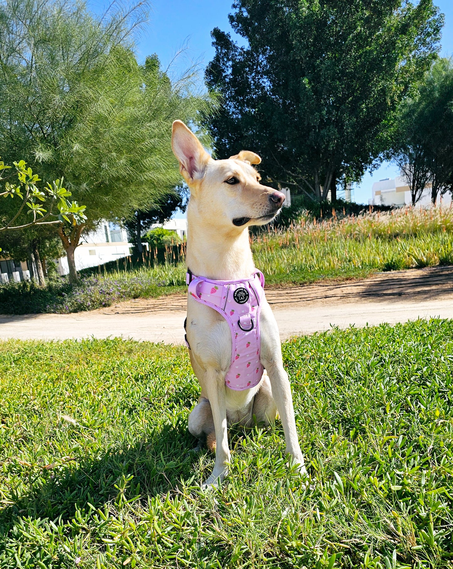 Strawberry Blush Collection | 3-Click Tough Trail Harness
