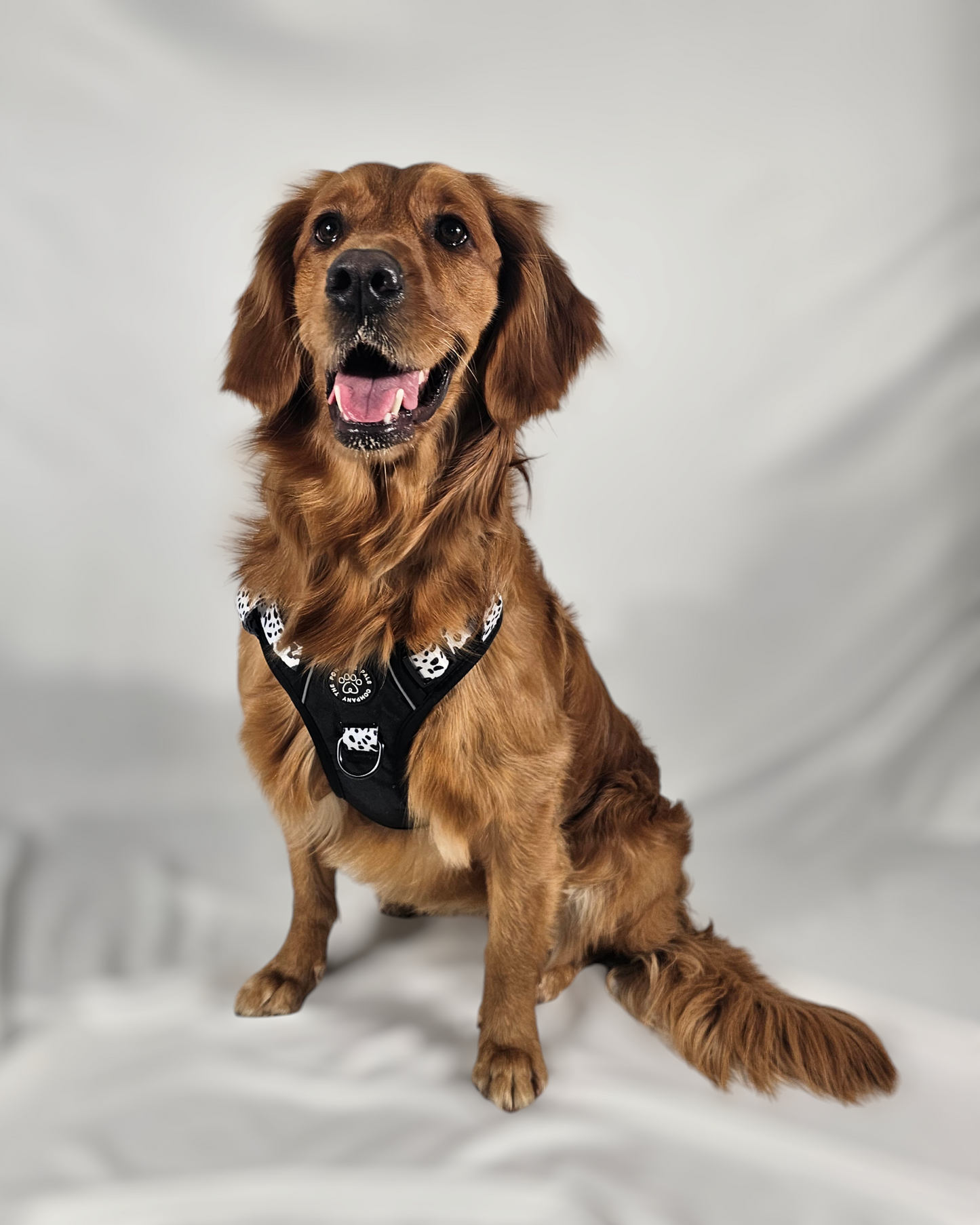 The Original Dalmatian Collection | 3-Click Tough Trail Harness