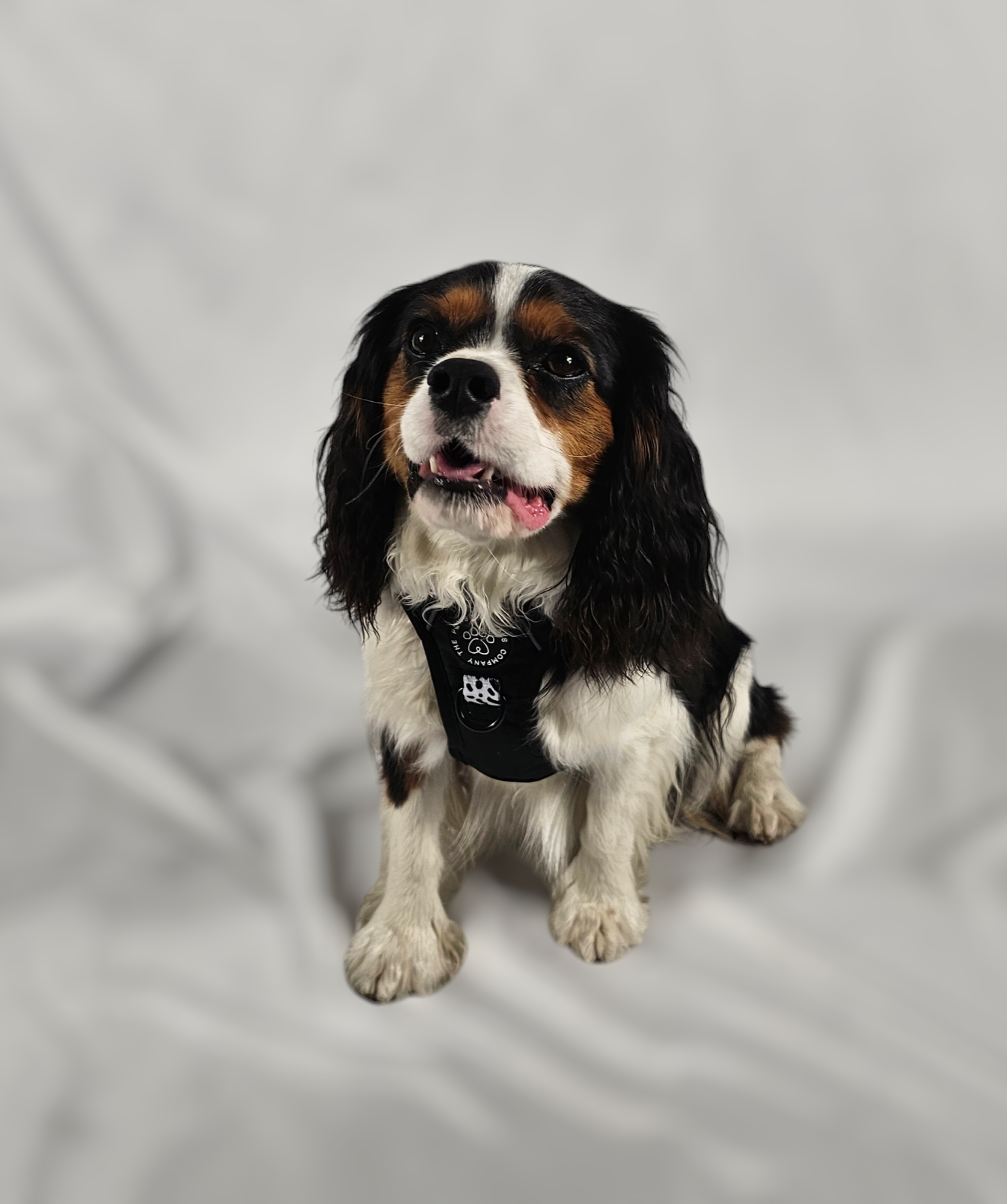 The Original Dalmatian Collection | 3-Click Tough Trail Harness