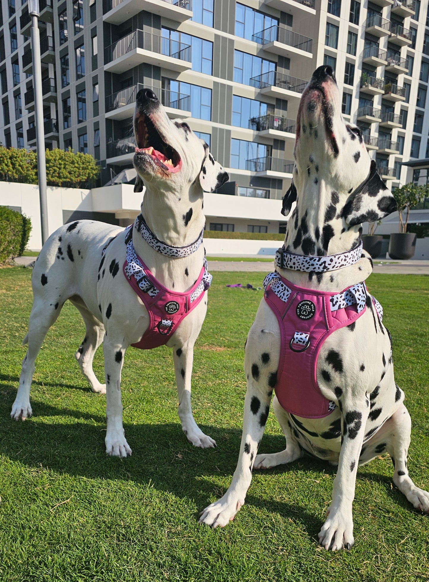 Lavish Berry Dalmatian collection | 3-Click Tough Trail Harness