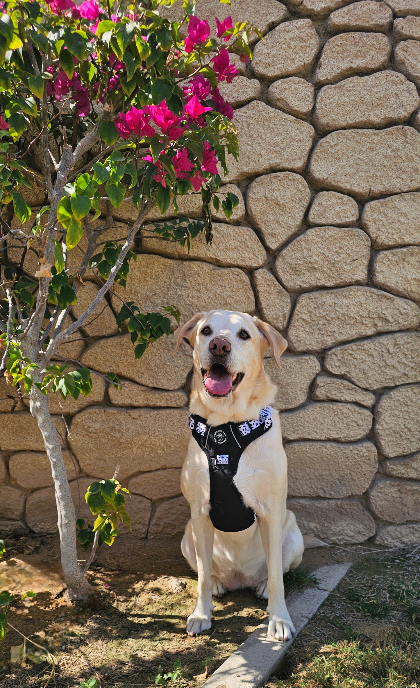 The Original Dalmatian Collection | 3-Click Tough Trail Harness