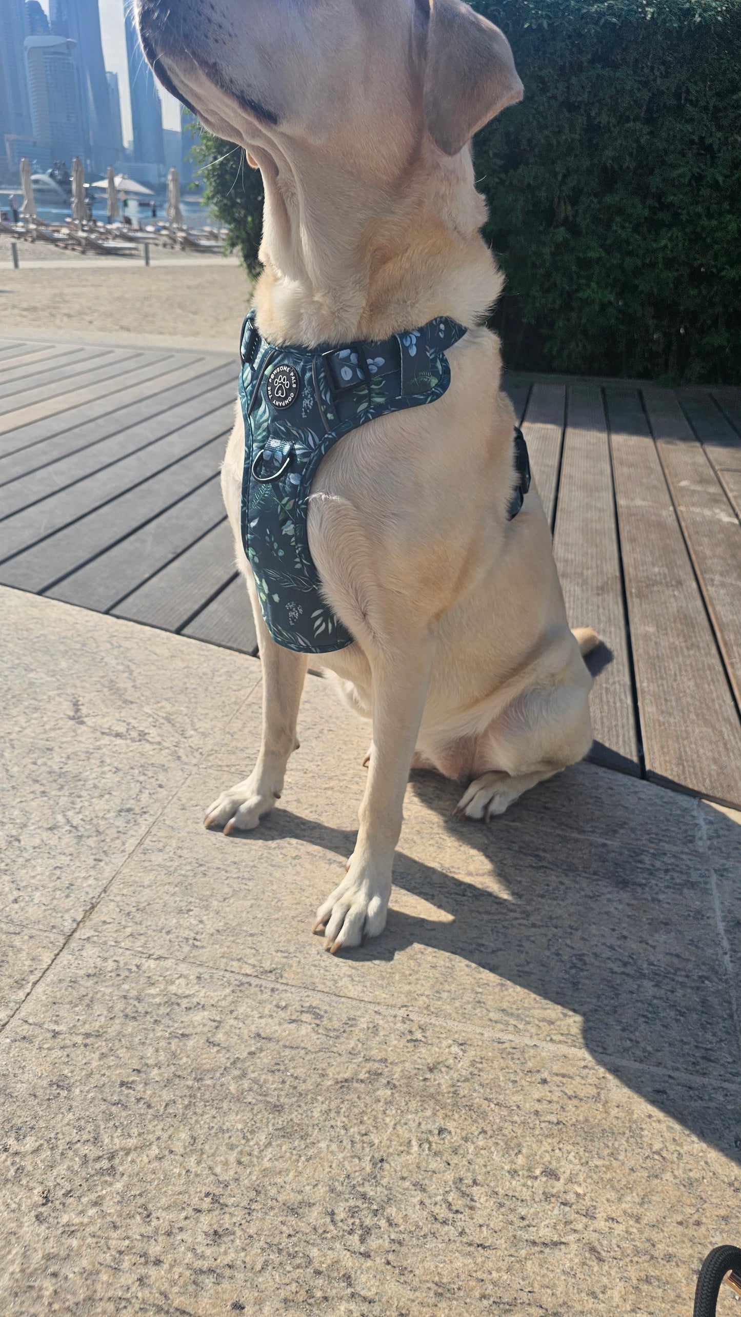 Deluxe Boutique Garden Collection | 3-Click Tough Trail Harness