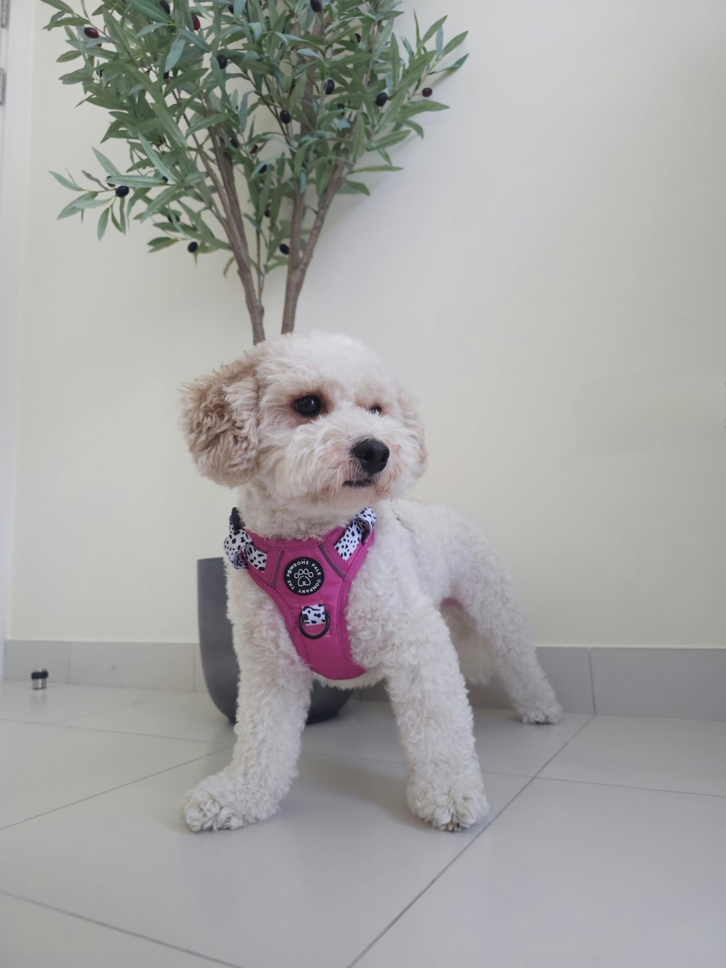 Lavish Berry Dalmatian collection | 3-Click Tough Trail Harness