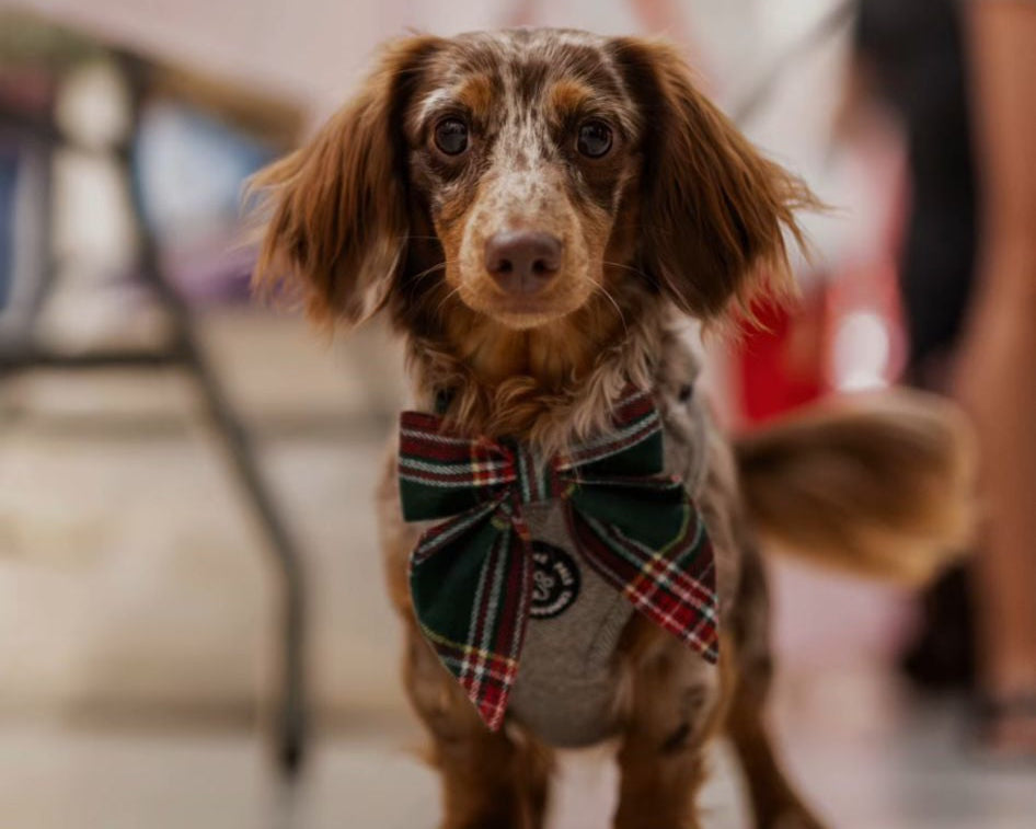 Luxe Tweed Collection | Harness | Biscuit