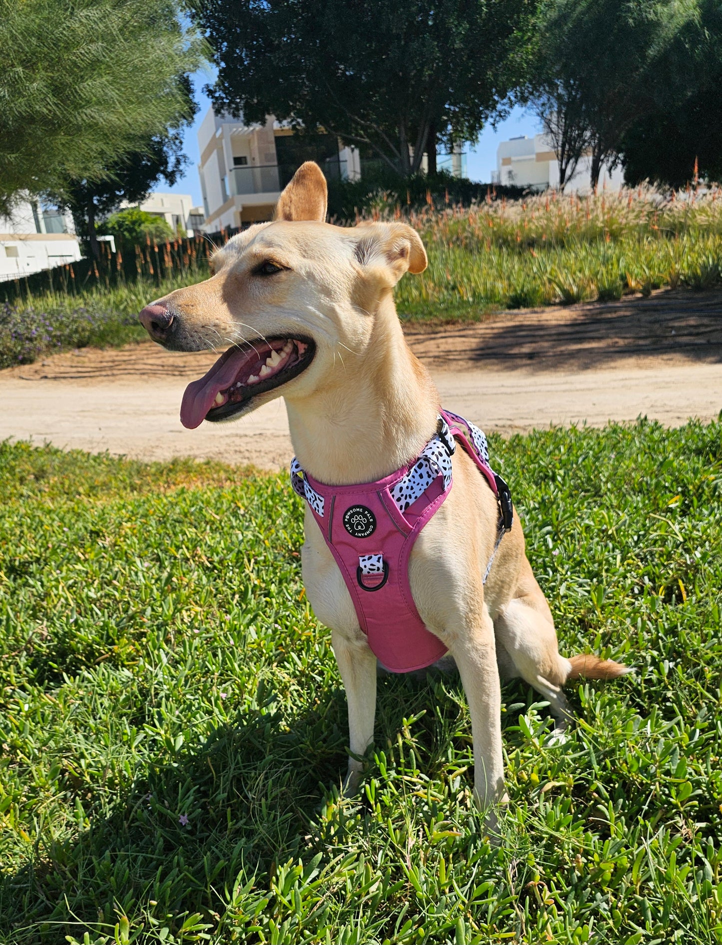 Lavish Berry Dalmatian collection | 3-Click Tough Trail Harness