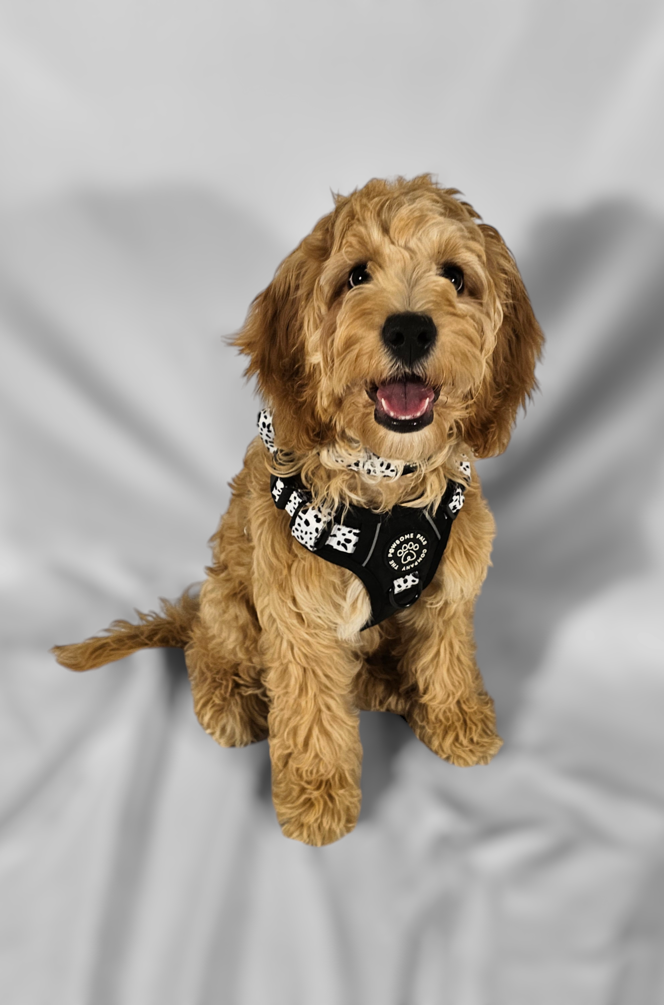 The Original Dalmatian Collection | 3-Click Tough Trail Harness