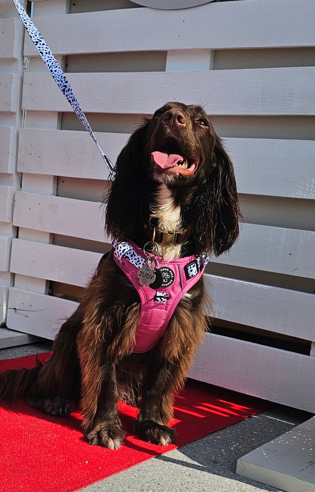 Lavish Berry Dalmatian collection | 3-Click Tough Trail Harness