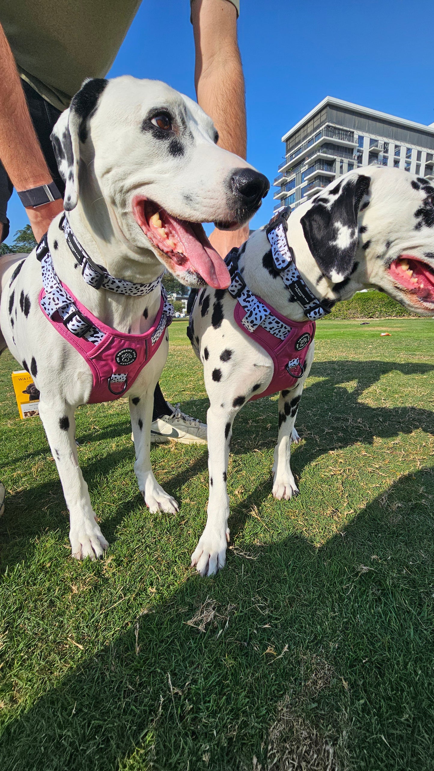 Lavish Berry Dalmatian collection | 3-Click Tough Trail Harness