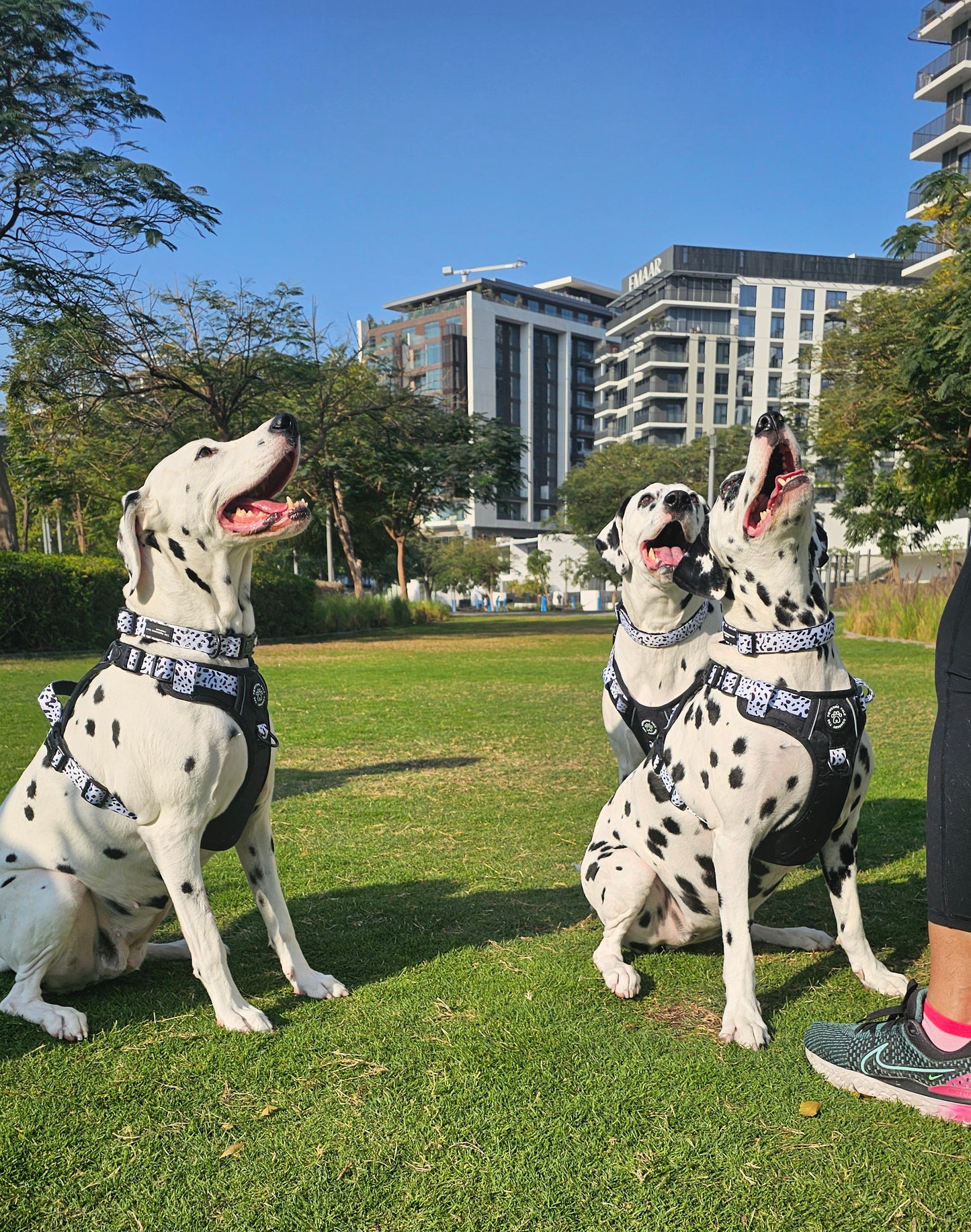 The Original Dalmatian Collection | 3-Click Tough Trail Harness