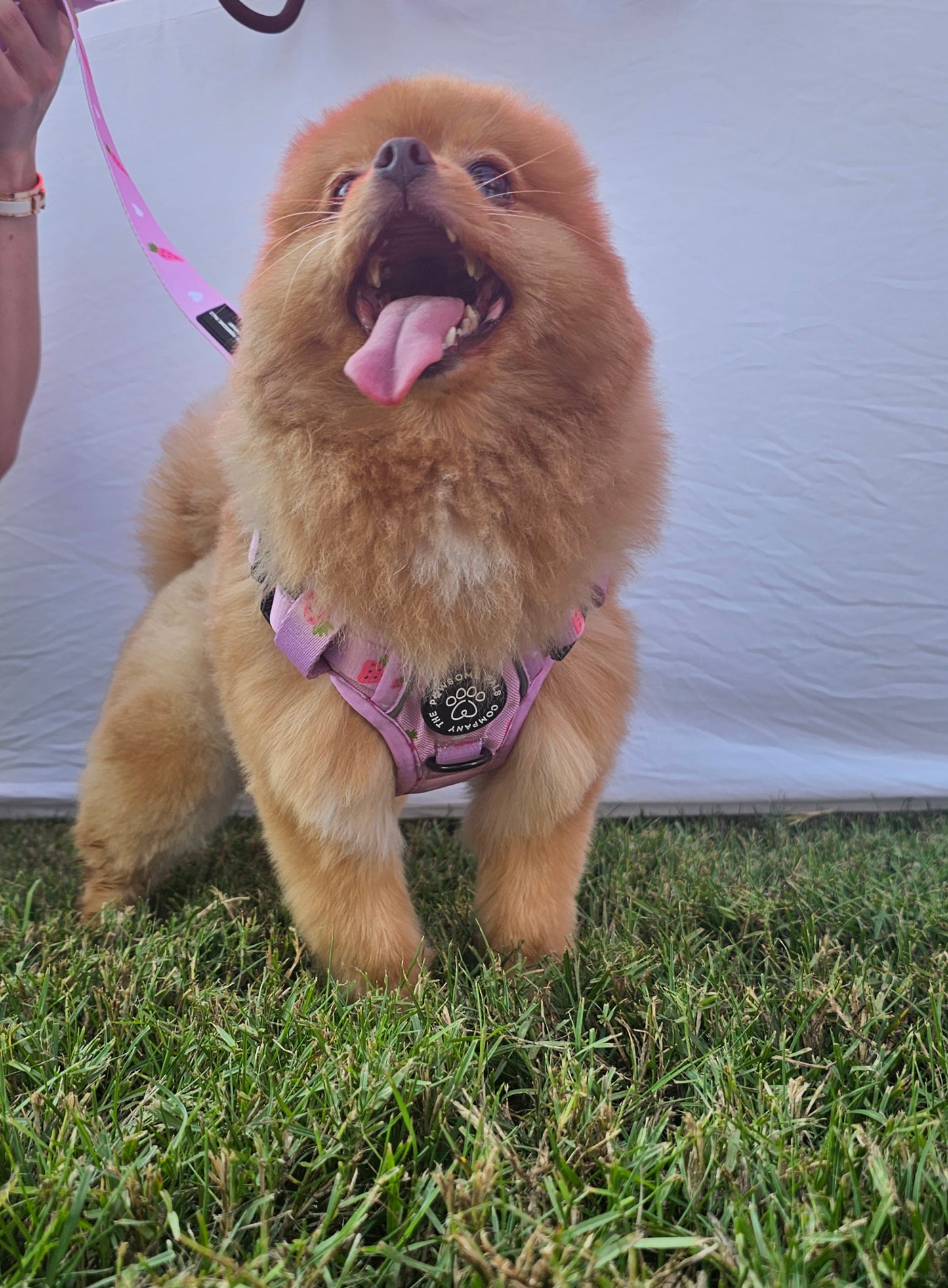 Strawberry Blush Collection | 3-Click Tough Trail Harness