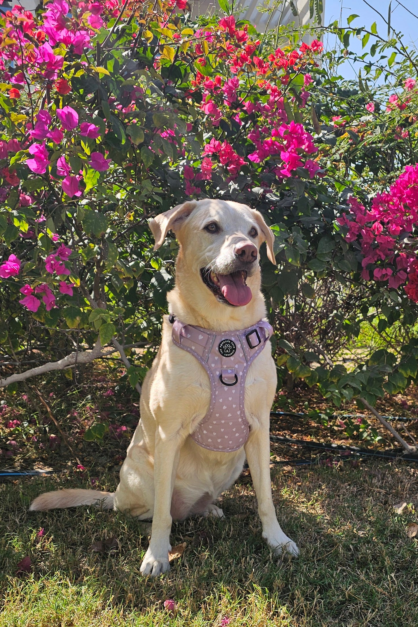 Luxurious Latte Heart Collection | 3-Click Tough Trail Harness