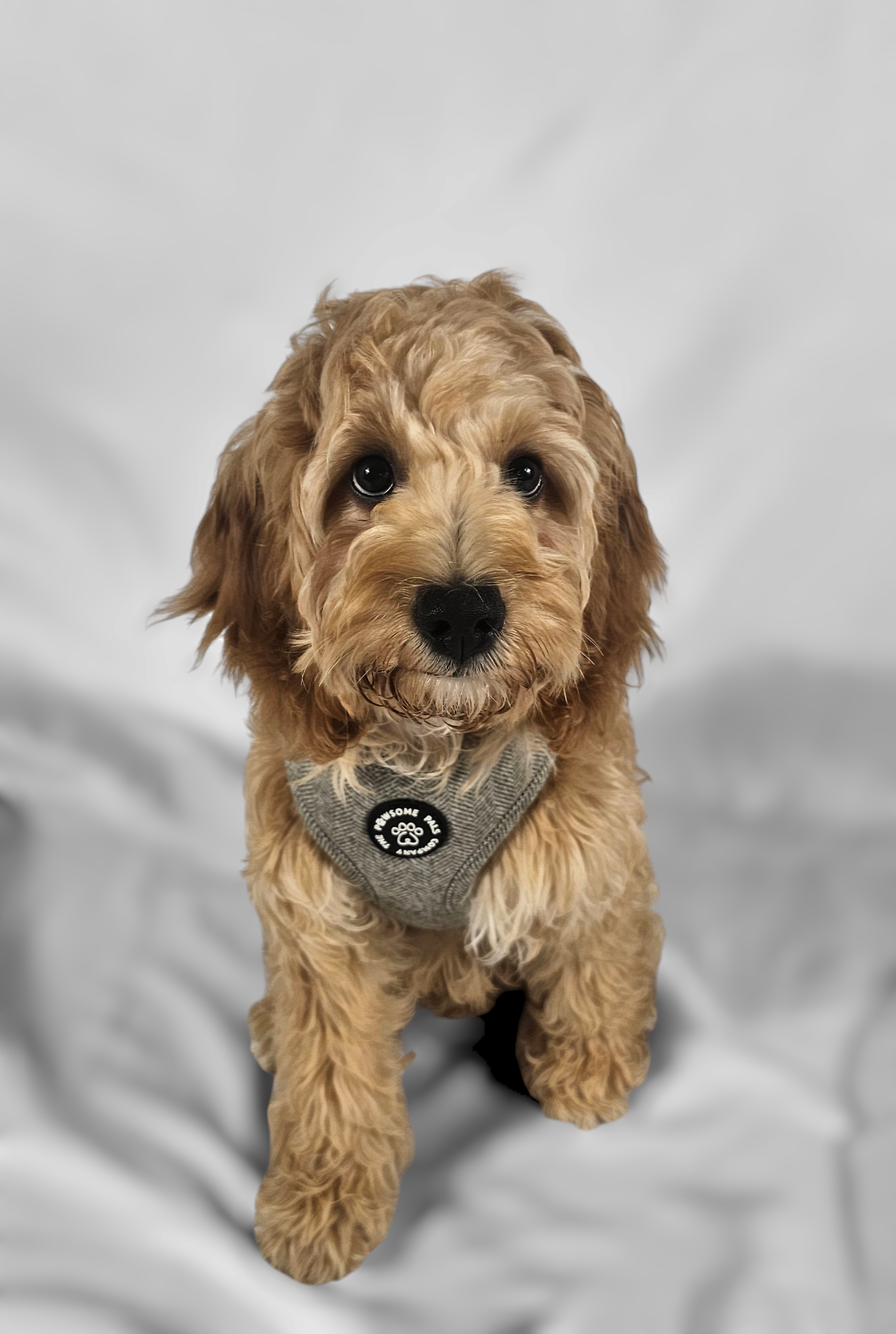 Luxe Tweed Collection | Harness | Biscuit