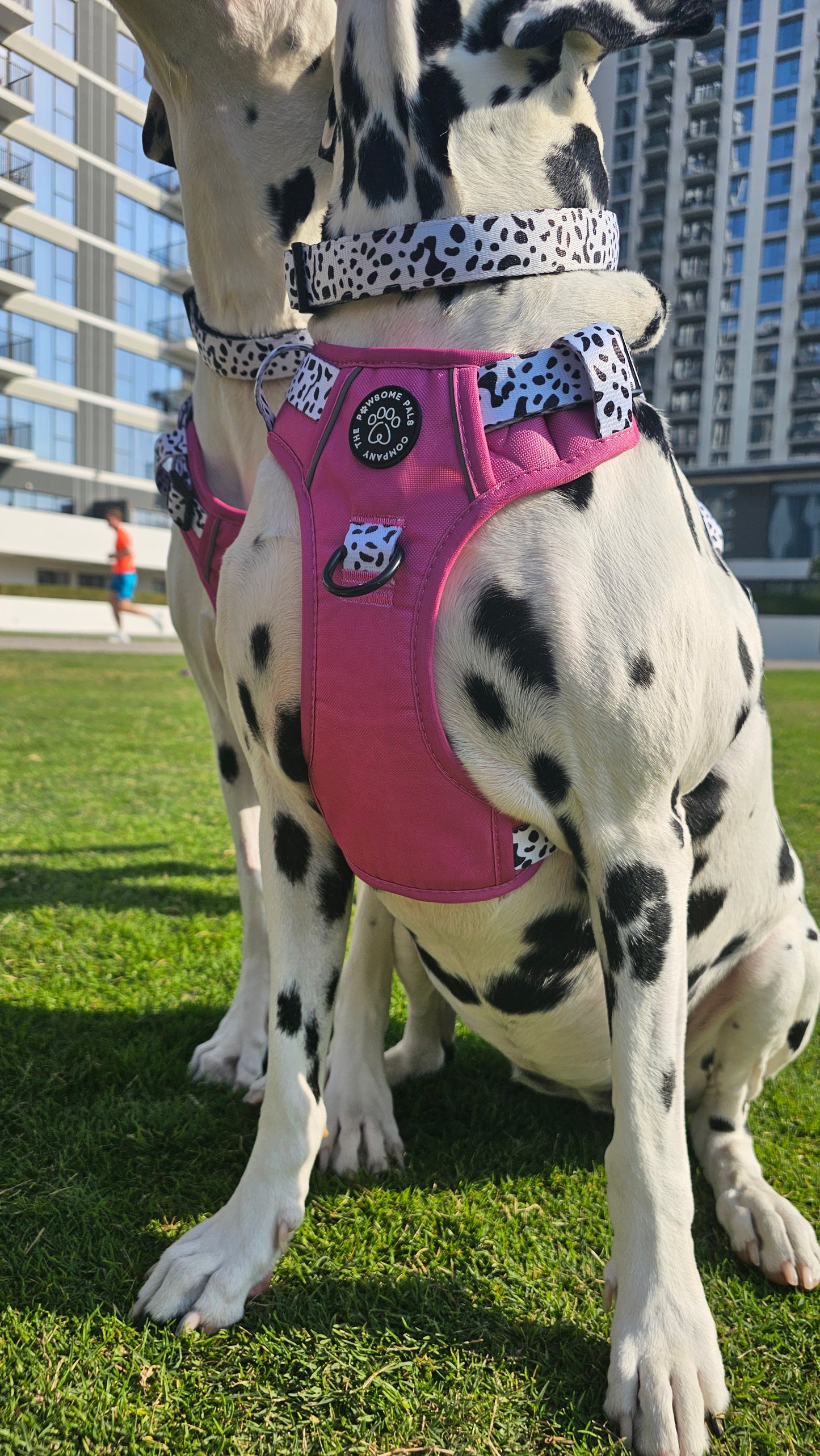 Lavish Berry Dalmatian collection | 3-Click Tough Trail Harness
