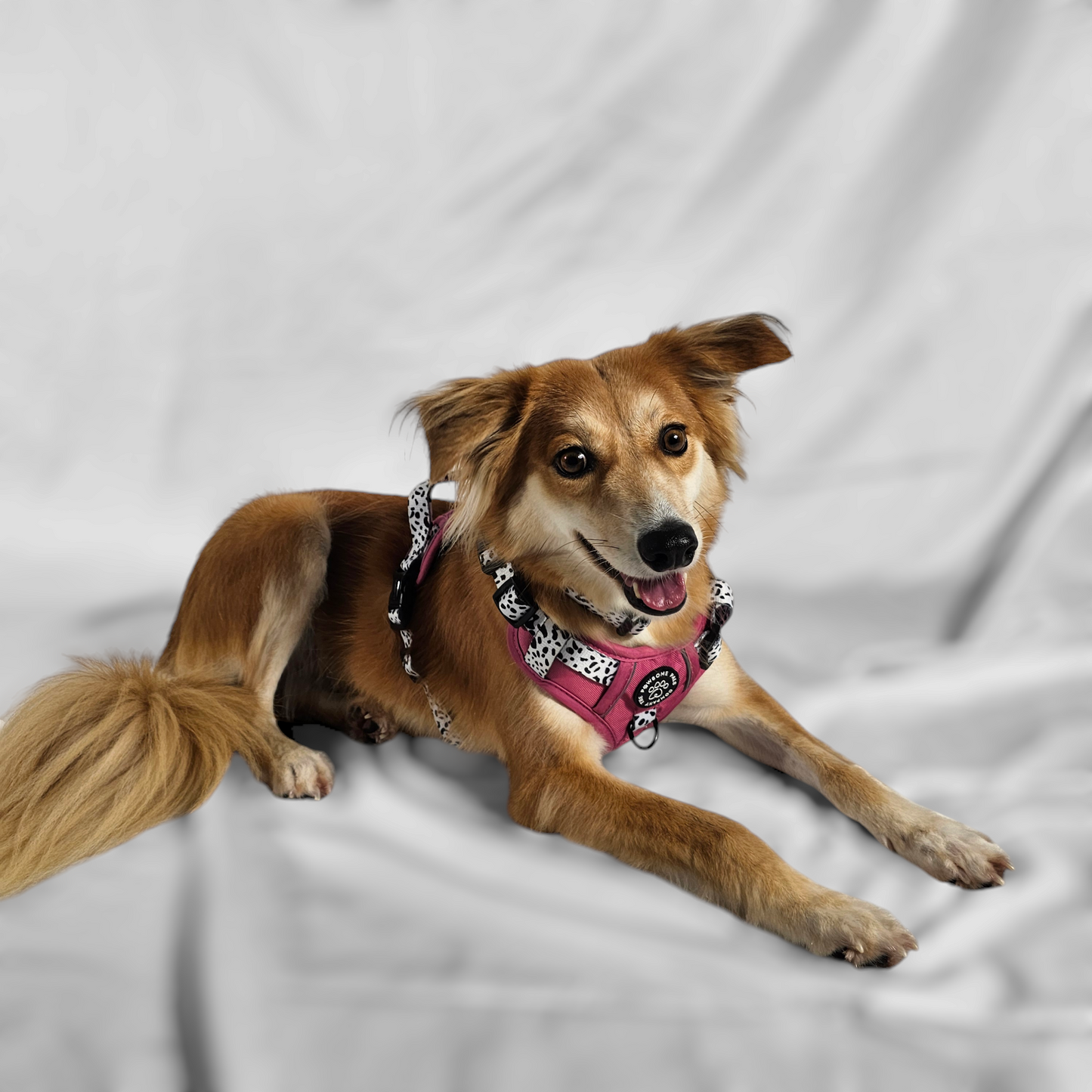 Lavish Berry Dalmatian collection | 3-Click Tough Trail Harness