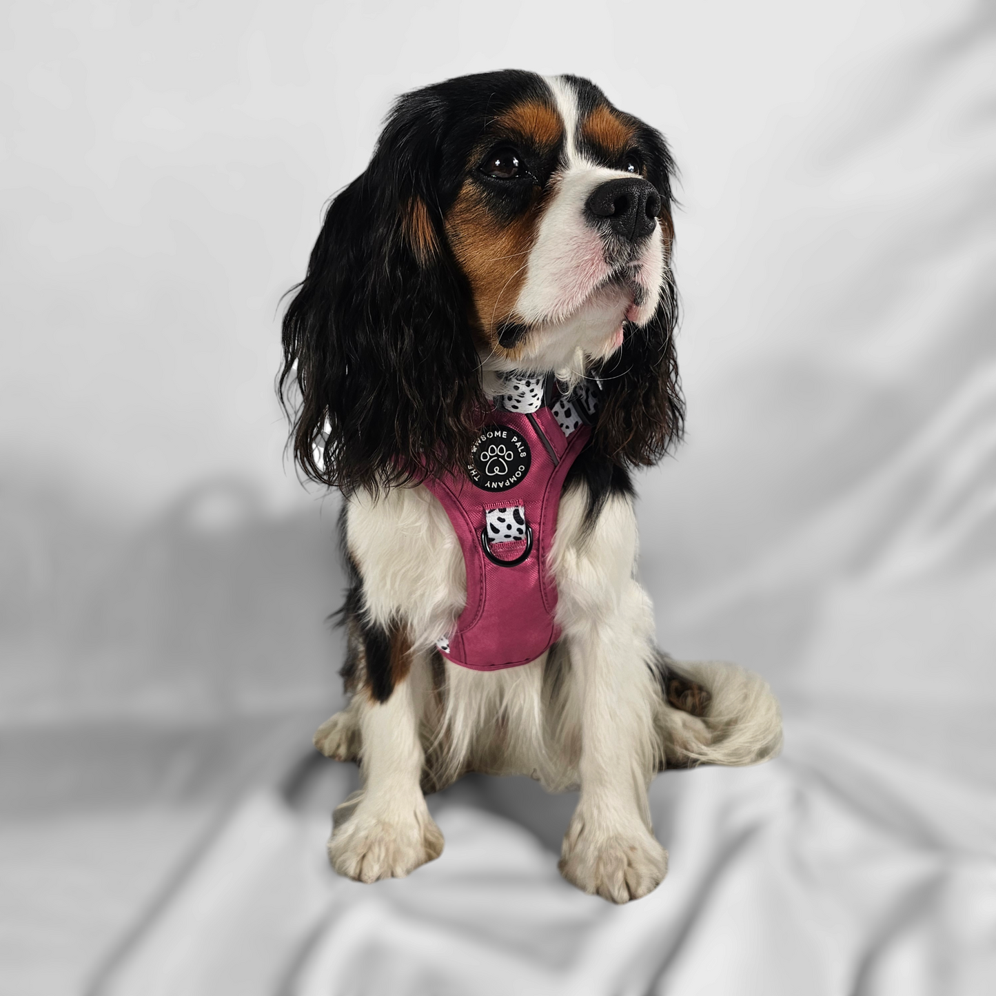 Lavish Berry Dalmatian collection | 3-Click Tough Trail Harness