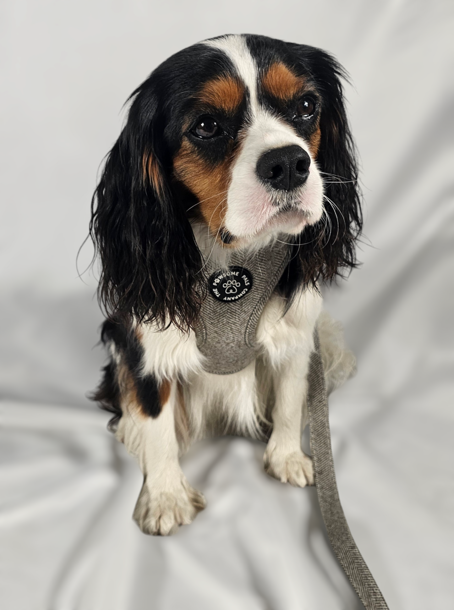 Luxe Tweed Collection | Harness | Biscuit