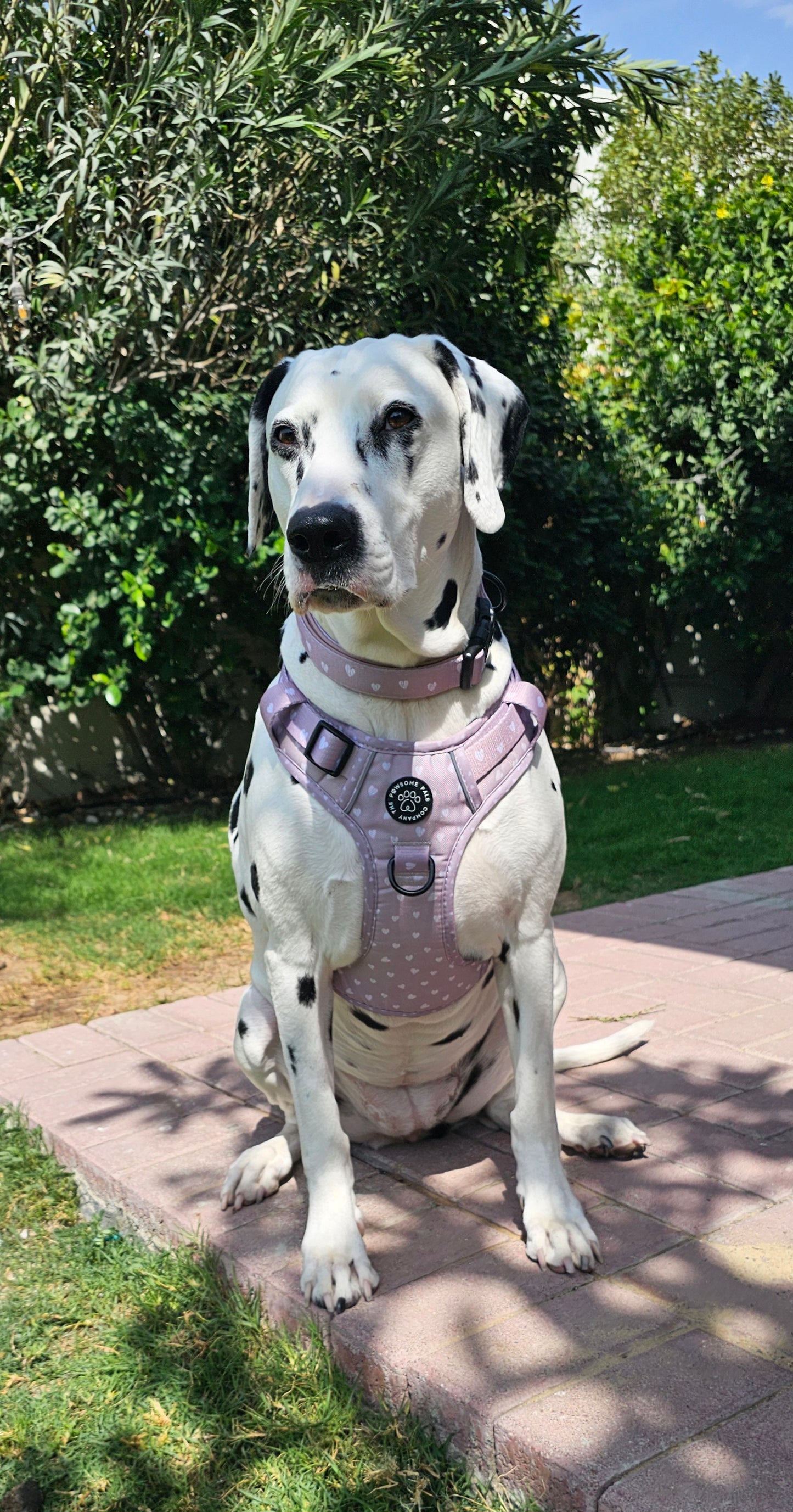 Luxurious Latte Heart Collection | 3-Click Tough Trail Harness