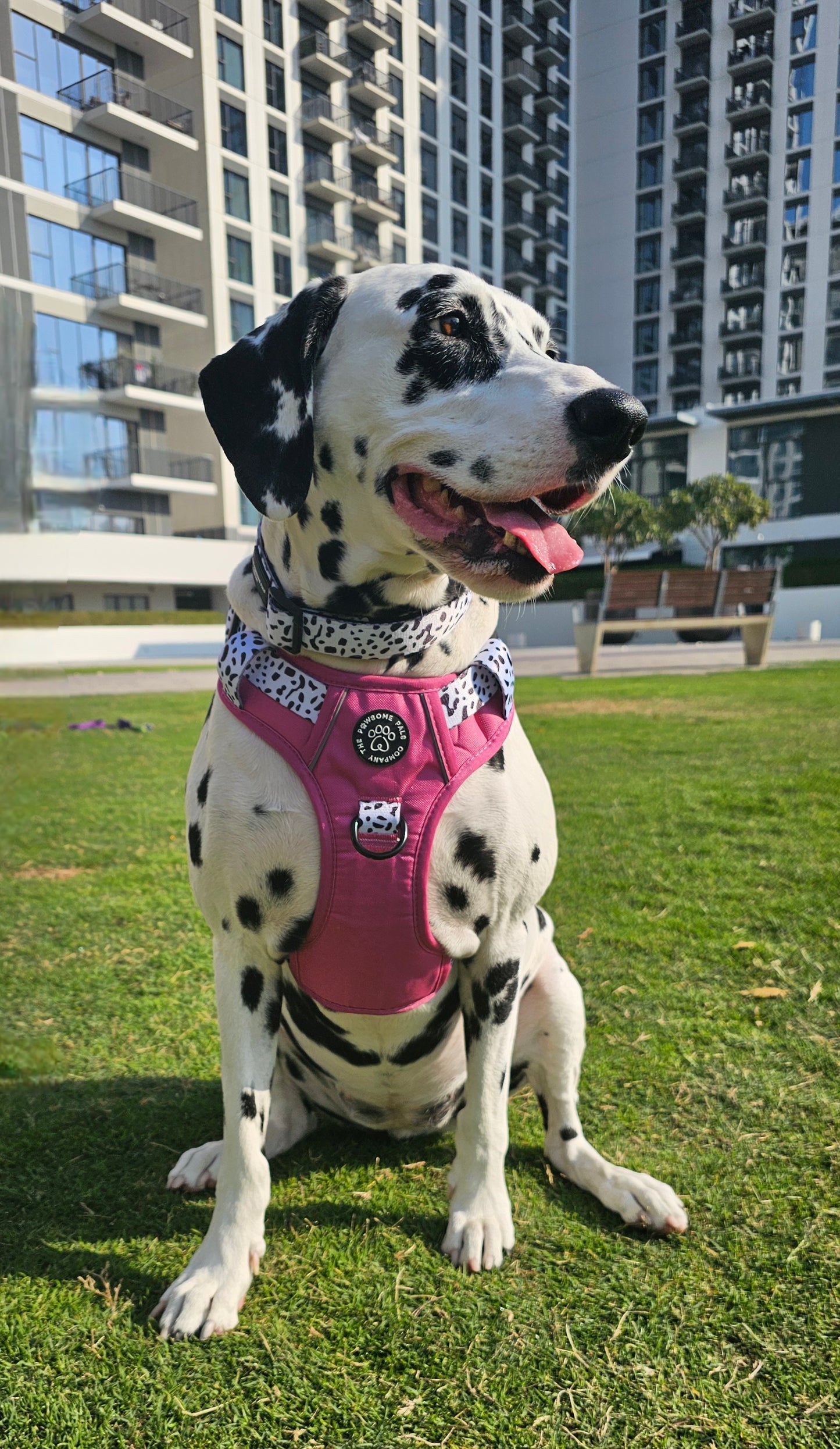 Lavish Berry Dalmatian collection | 3-Click Tough Trail Harness