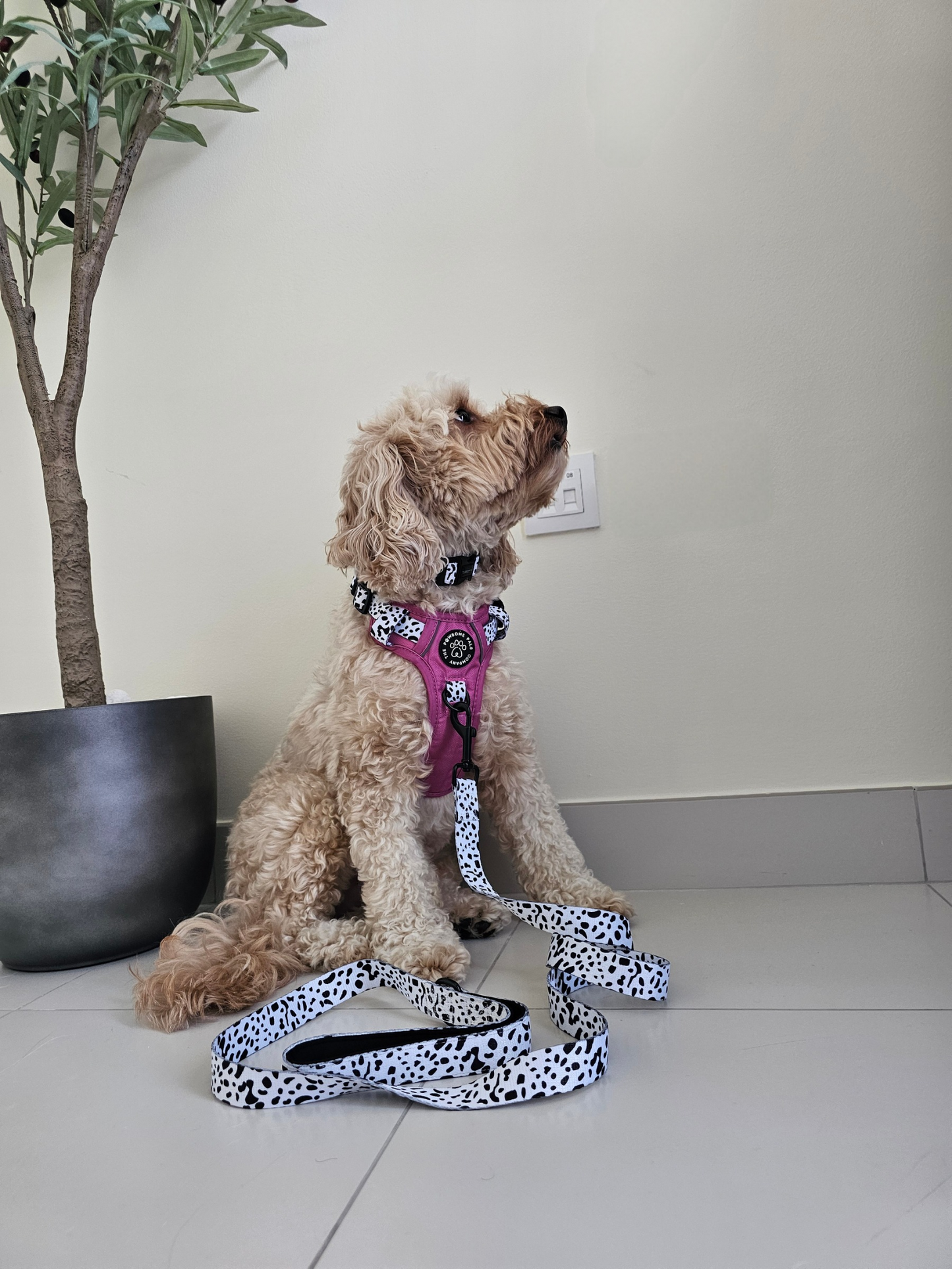 Lavish Berry Dalmatian collection | 3-Click Tough Trail Harness